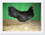 Ortschau Kaunitz 2008 224 * Krüper schwarz von Erich Lindsiepe Preis Hv 96 E * 2560 x 1920 * (2.33MB)